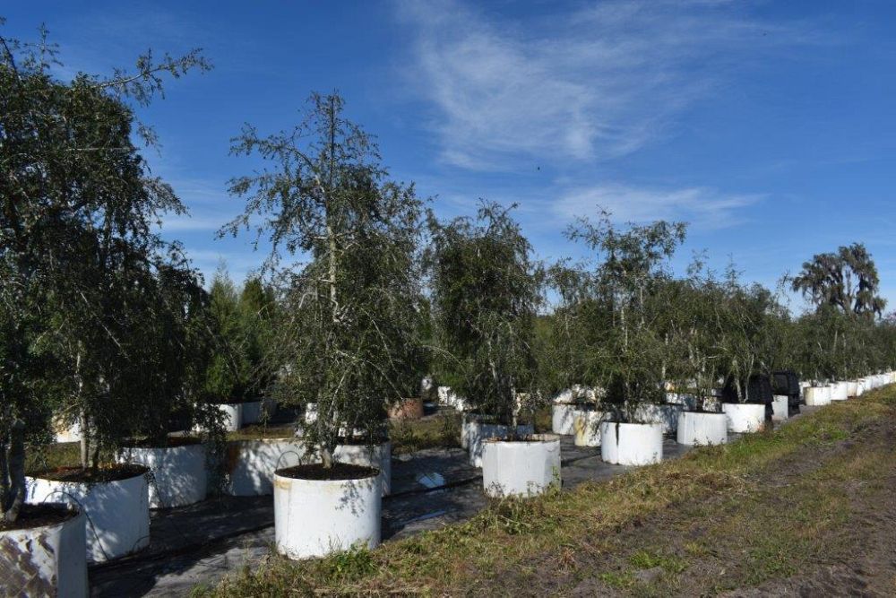 ilex-vomitoria-pendula-yaupon-holly-weeping