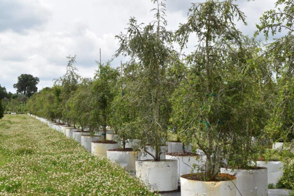 ilex-vomitoria-pendula-yaupon-holly-weeping