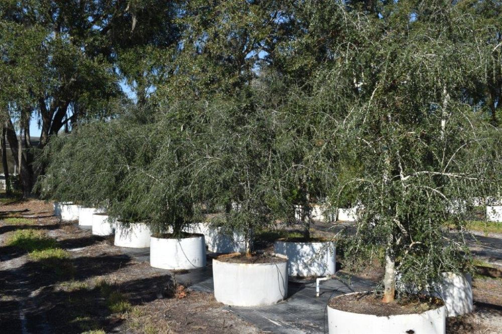 ilex-vomitoria-pendula-yaupon-holly-weeping