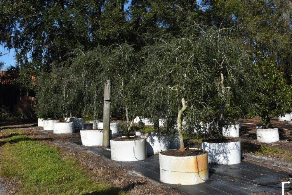 ilex-vomitoria-pendula-yaupon-holly-weeping