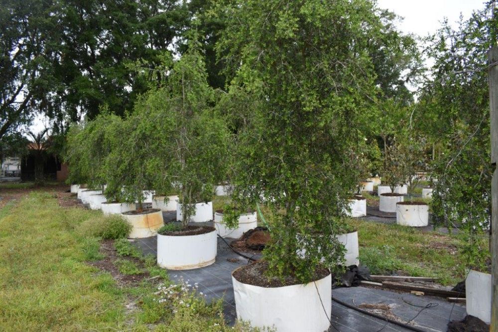 ilex-vomitoria-pendula-yaupon-holly-weeping