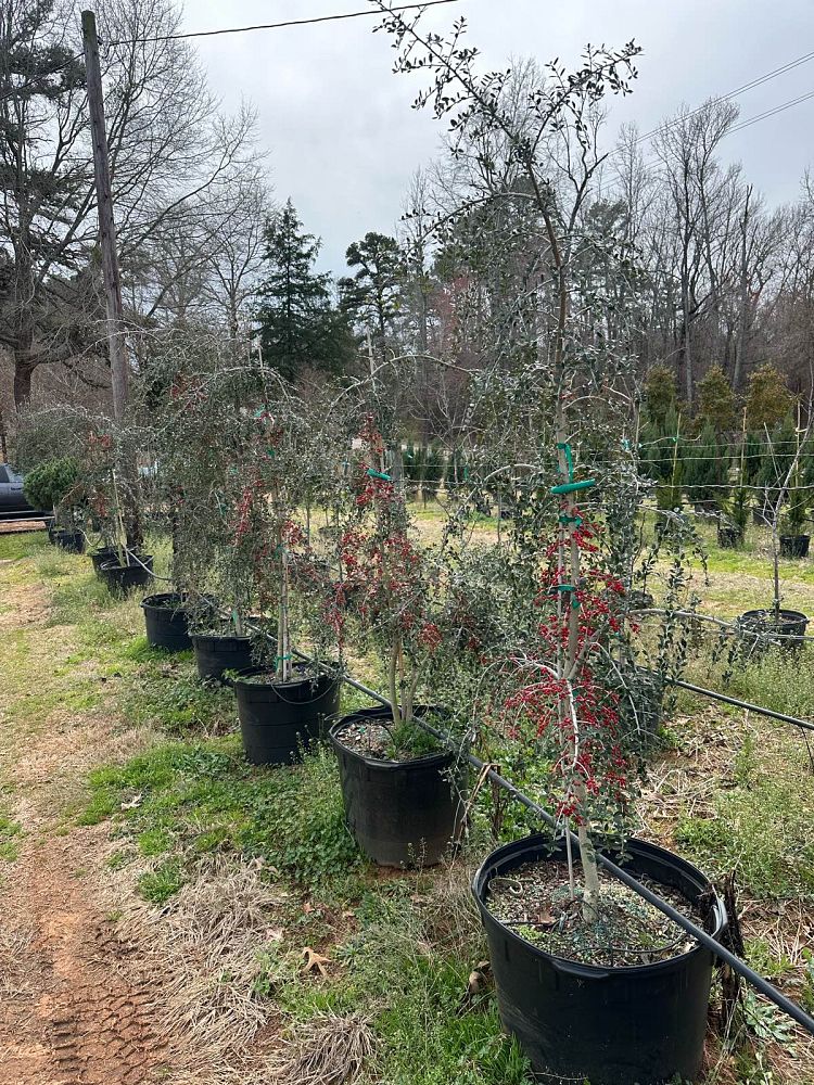 ilex-vomitoria-pendula-yaupon-holly-weeping