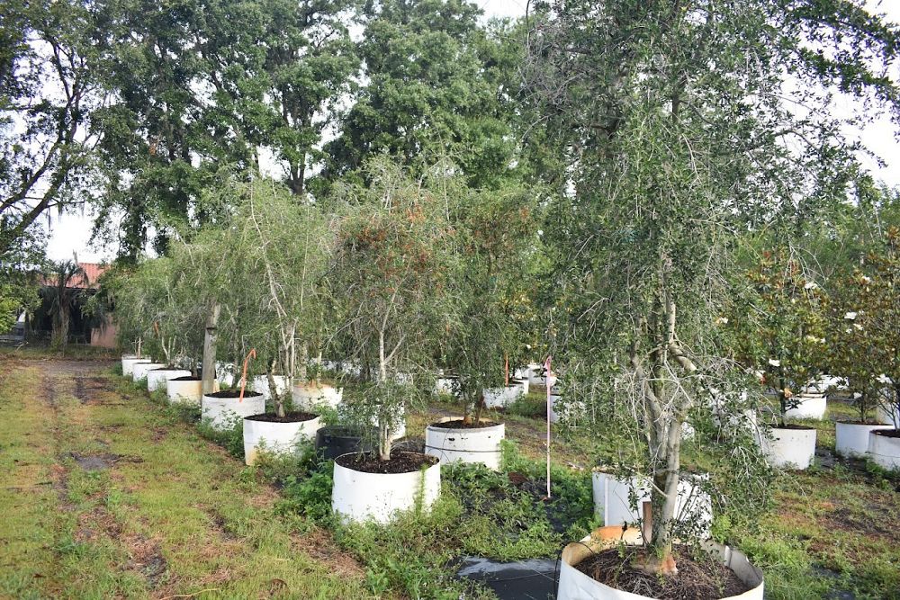 ilex-vomitoria-pendula-yaupon-holly-weeping