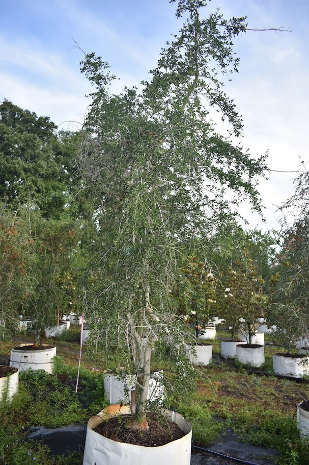 ilex-vomitoria-pendula-yaupon-holly-weeping