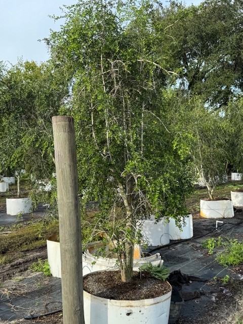 ilex-vomitoria-pendula-yaupon-holly-weeping