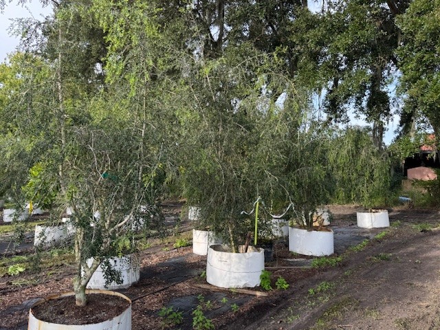 ilex-vomitoria-pendula-yaupon-holly-weeping