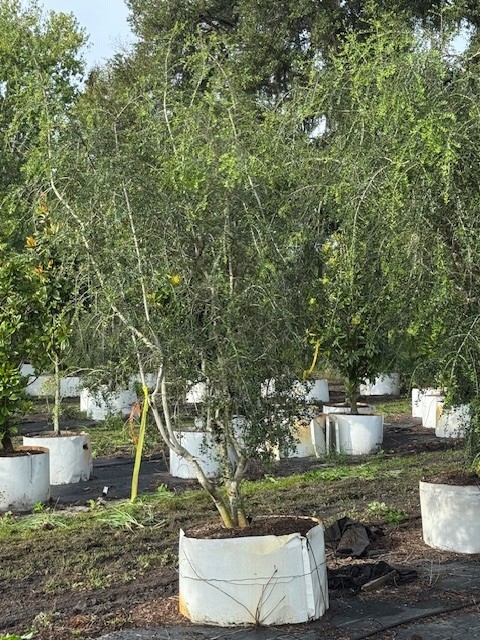 ilex-vomitoria-pendula-yaupon-holly-weeping