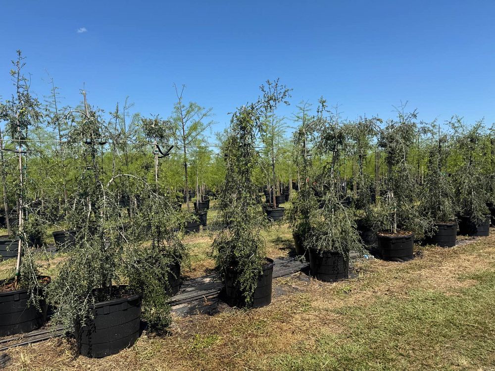 ilex-vomitoria-pendula-yaupon-holly-weeping
