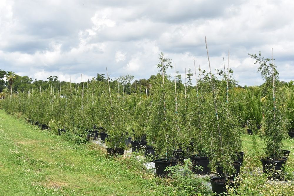 ilex-vomitoria-pendula-yaupon-holly-weeping
