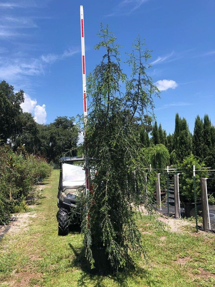 ilex-vomitoria-pendula-yaupon-holly-weeping