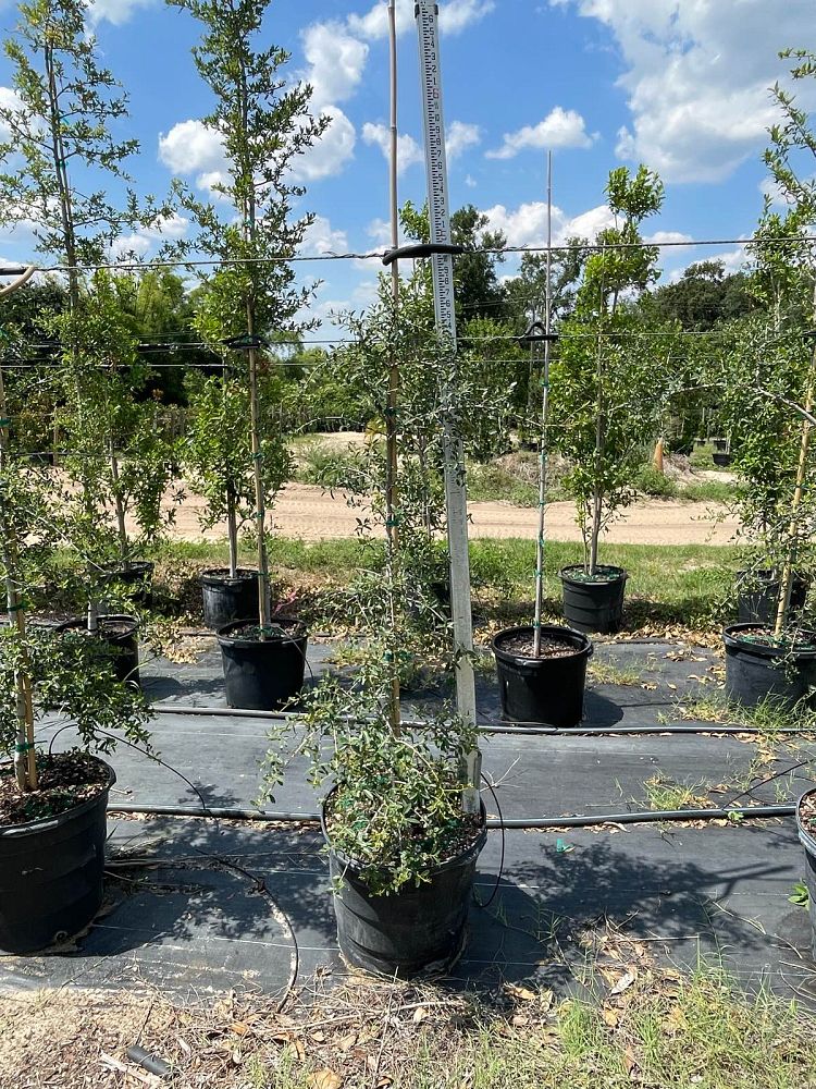 ilex-vomitoria-pendula-yaupon-holly-weeping