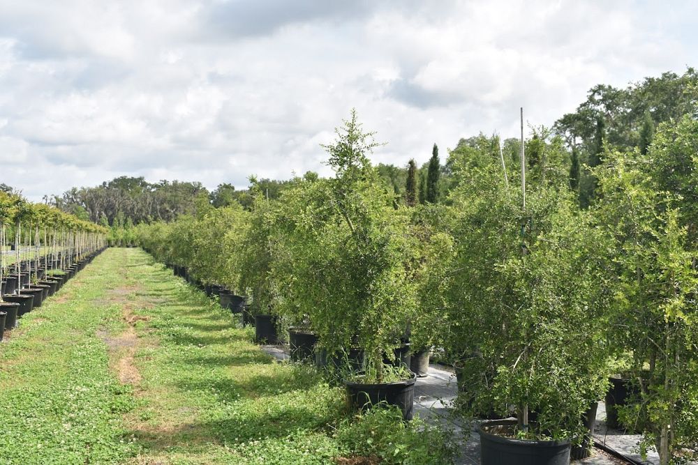 ilex-vomitoria-pendula-yaupon-holly-weeping