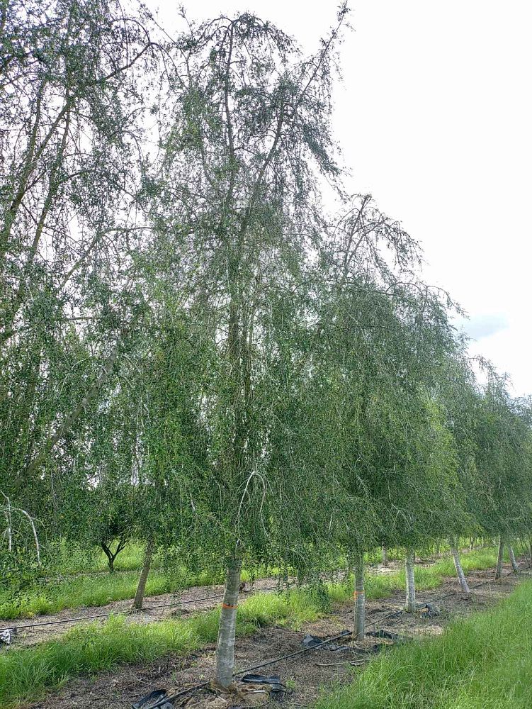 ilex-vomitoria-pendula-yaupon-holly-weeping