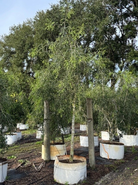 ilex-vomitoria-pendula-yaupon-holly-weeping
