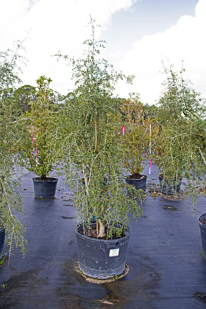ilex-vomitoria-pendula-yaupon-holly-weeping