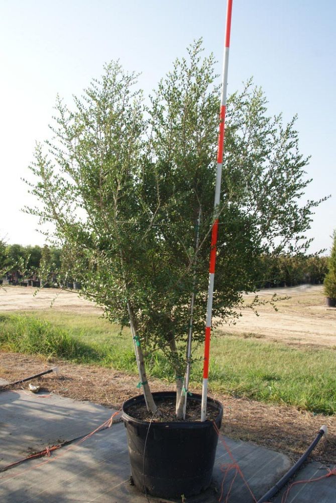 MTV Trees