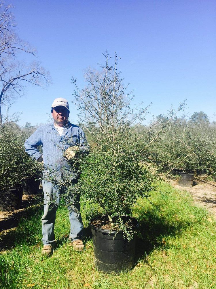 ilex-vomitoria-pride-of-houston-yaupon-holly