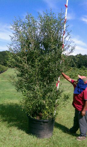 ilex-vomitoria-pride-of-houston-yaupon-holly