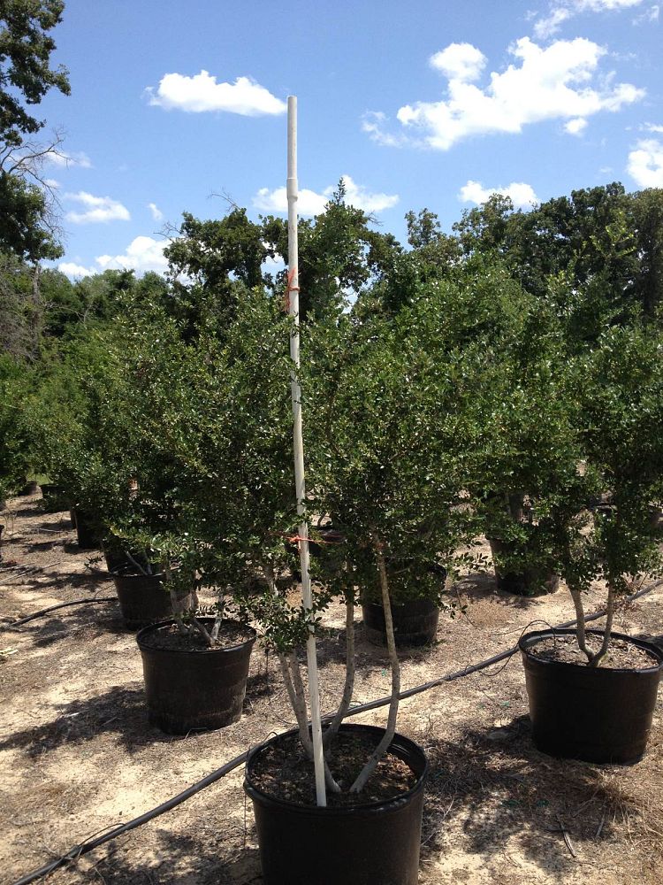 ilex-vomitoria-pride-of-houston-yaupon-holly