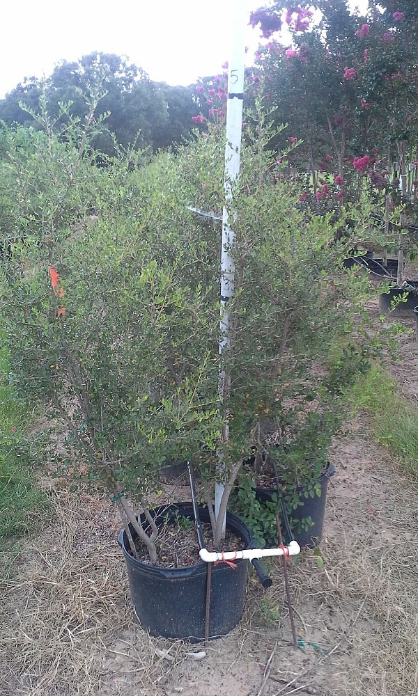 ilex-vomitoria-pride-of-houston-yaupon-holly
