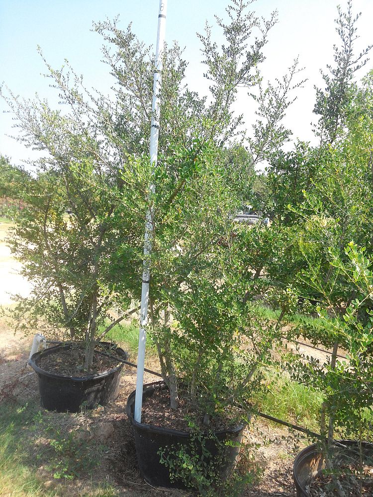 ilex-vomitoria-pride-of-houston-yaupon-holly