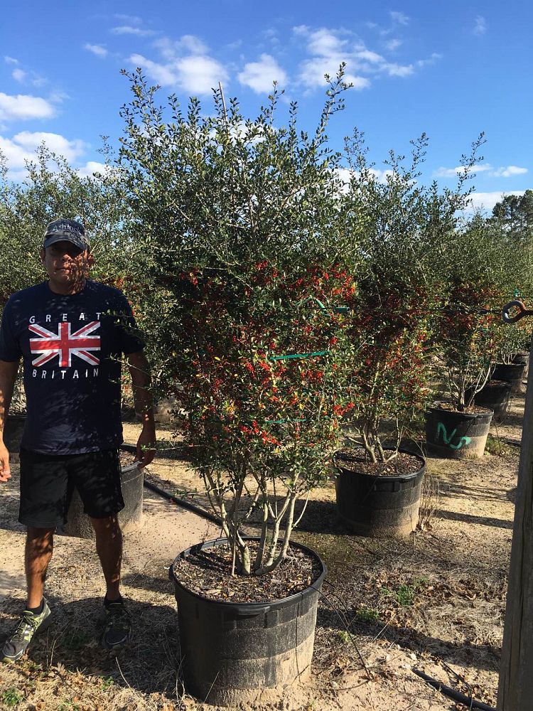 ilex-vomitoria-pride-of-houston-yaupon-holly