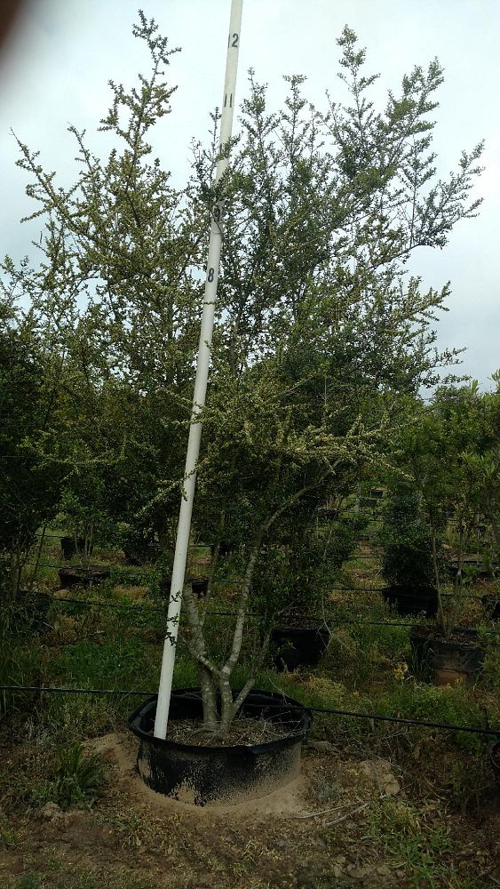 ilex-vomitoria-pride-of-houston-yaupon-holly