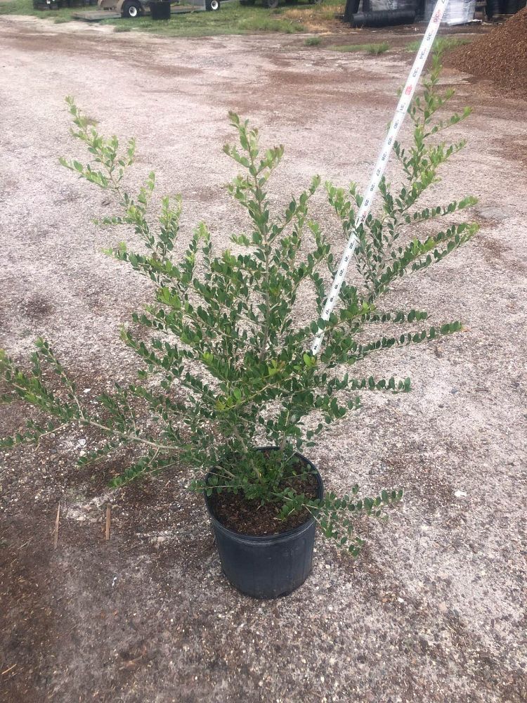 ilex-vomitoria-pride-of-houston-yaupon-holly