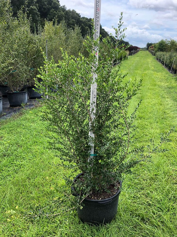 ilex-vomitoria-pride-of-houston-yaupon-holly