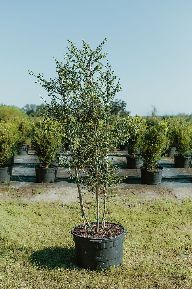 ilex-vomitoria-pride-of-houston-yaupon-holly