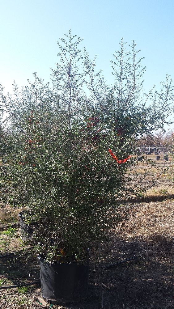 ilex-vomitoria-pride-of-houston-yaupon-holly
