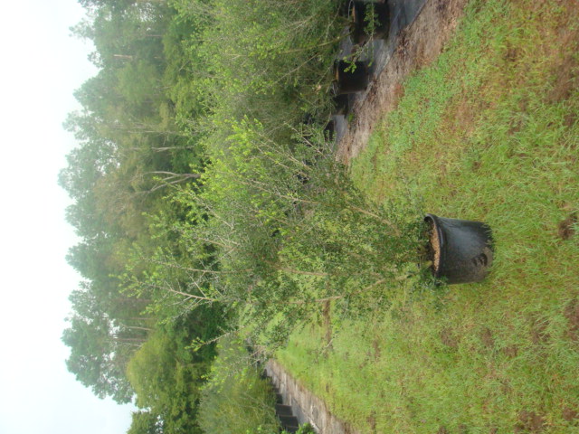 ilex-vomitoria-pride-of-houston-yaupon-holly