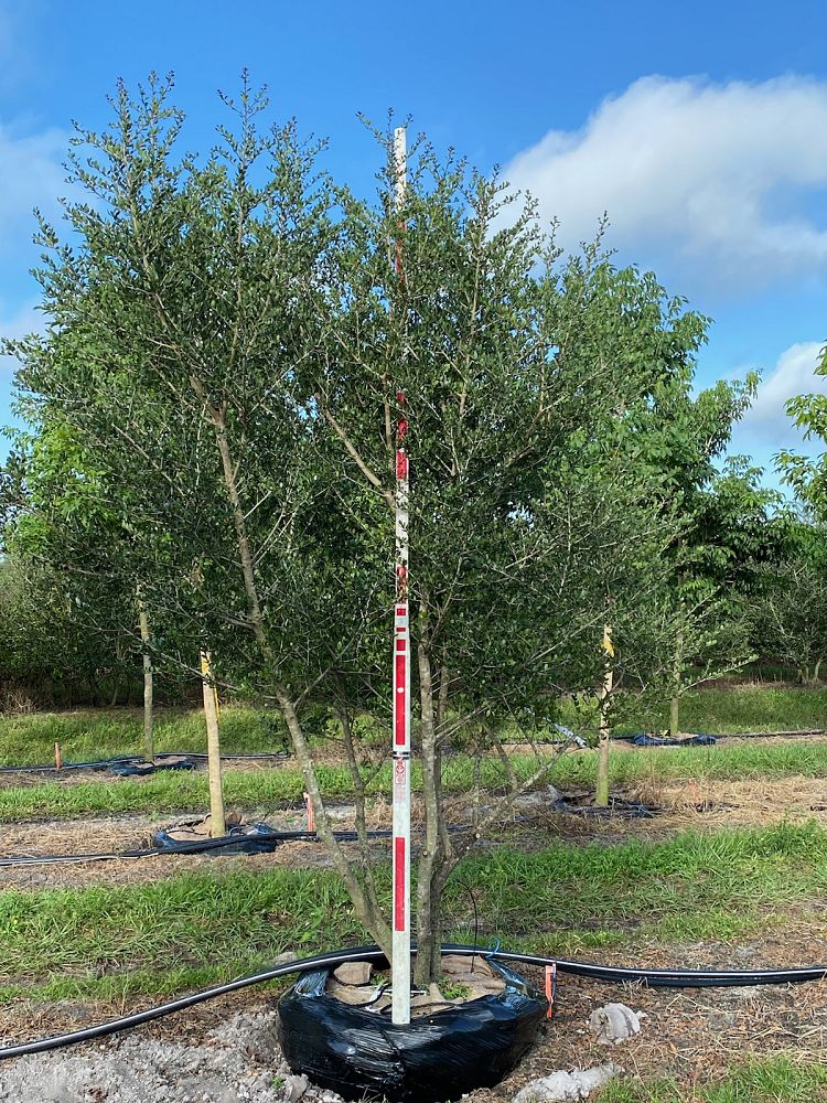 ilex-vomitoria-pride-of-houston-yaupon-holly