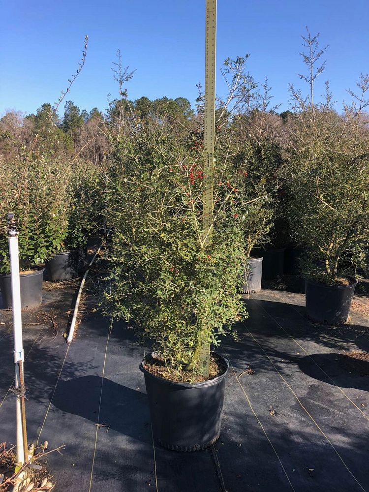 ilex-vomitoria-pride-of-houston-yaupon-holly