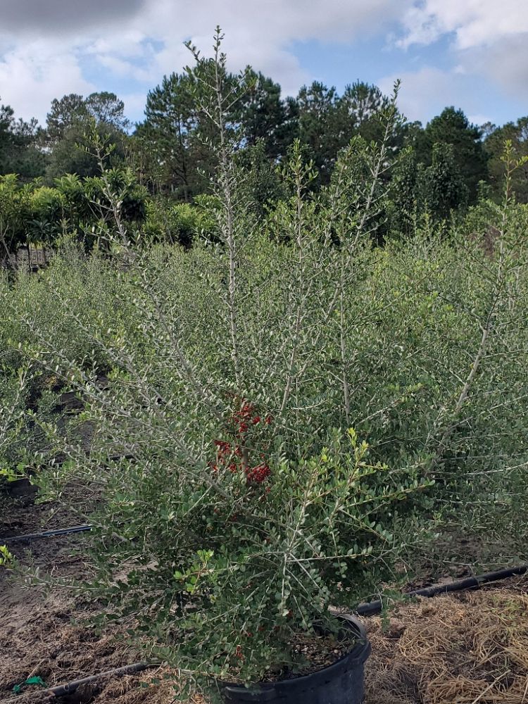 ilex-vomitoria-pride-of-houston-yaupon-holly