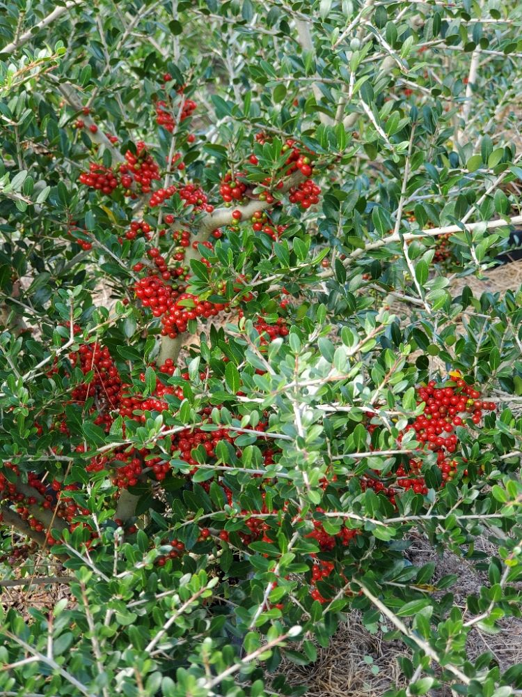 ilex-vomitoria-pride-of-houston-yaupon-holly