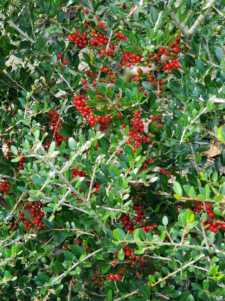 ilex-vomitoria-pride-of-houston-yaupon-holly