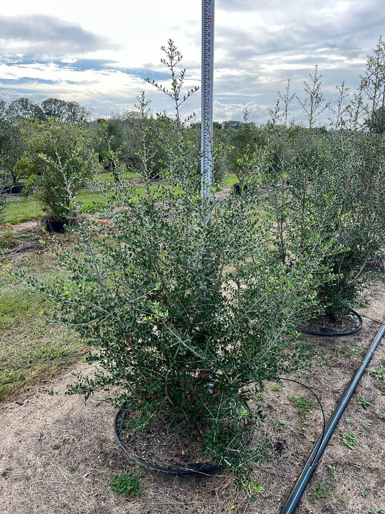 ilex-vomitoria-pride-of-houston-yaupon-holly