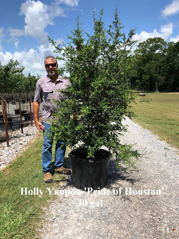 ilex-vomitoria-pride-of-houston-yaupon-holly