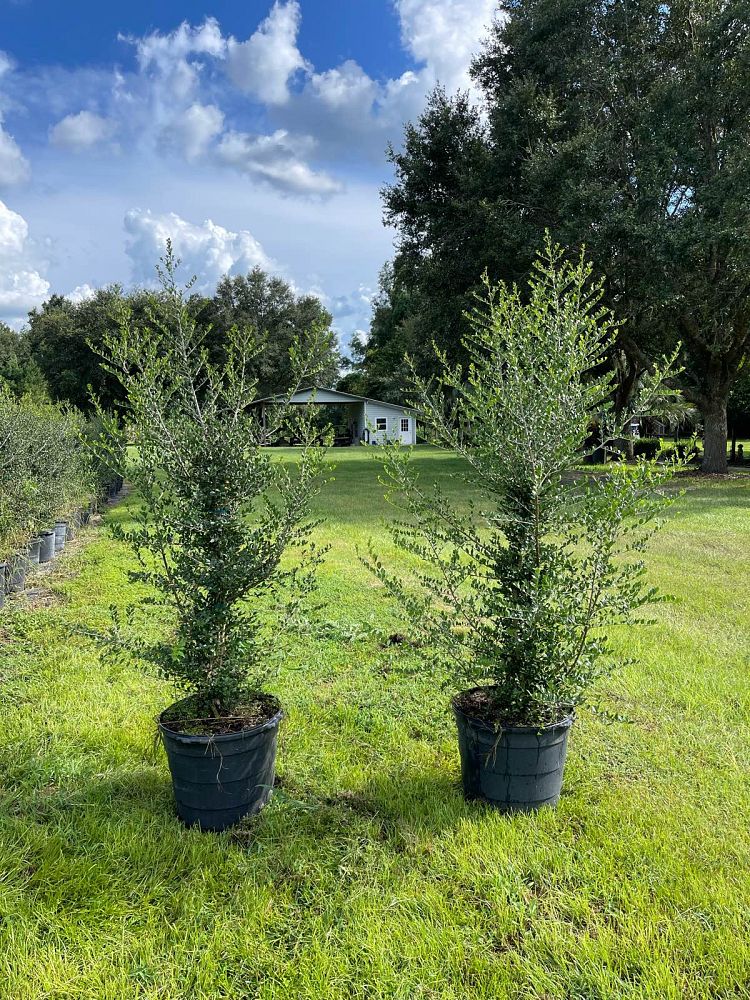 ilex-vomitoria-pride-of-houston-yaupon-holly