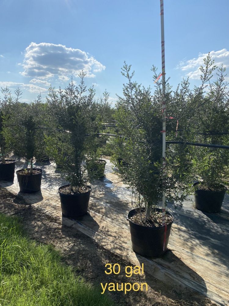 ilex-vomitoria-pride-of-houston-yaupon-holly