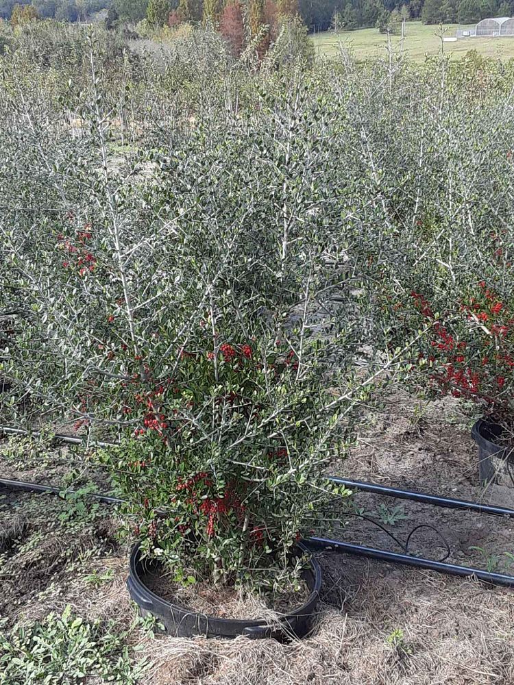 ilex-vomitoria-pride-of-houston-yaupon-holly