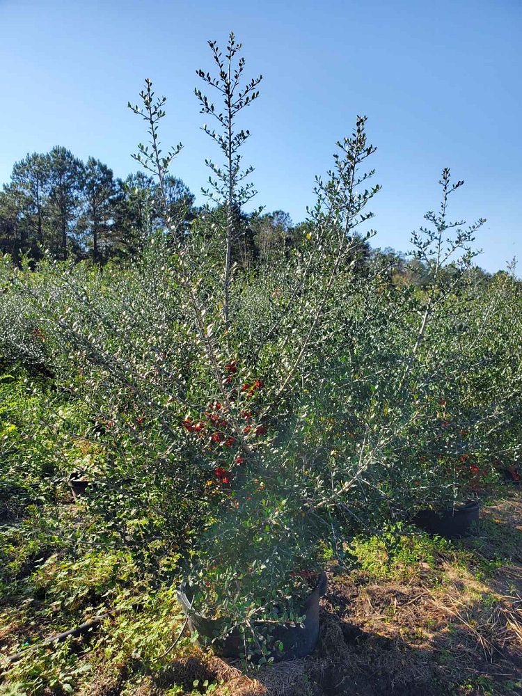 ilex-vomitoria-pride-of-houston-yaupon-holly