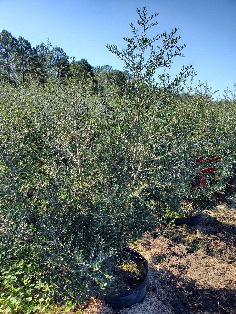 ilex-vomitoria-pride-of-houston-yaupon-holly