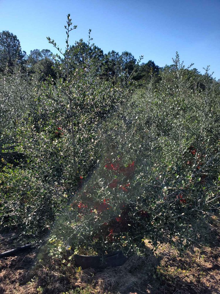 ilex-vomitoria-pride-of-houston-yaupon-holly