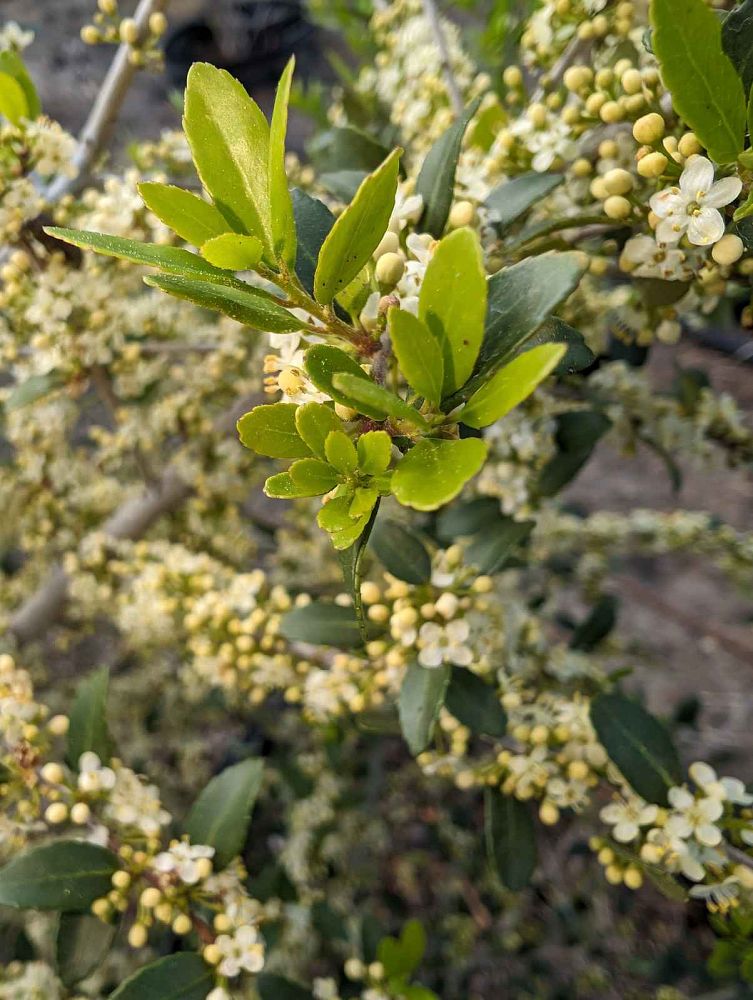 ilex-vomitoria-pride-of-houston-yaupon-holly