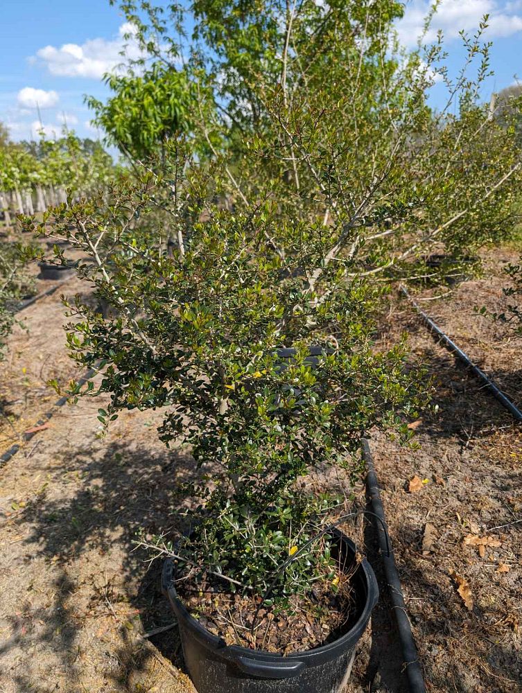 ilex-vomitoria-pride-of-houston-yaupon-holly