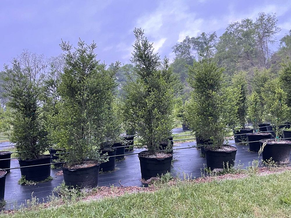 ilex-vomitoria-pride-of-houston-yaupon-holly