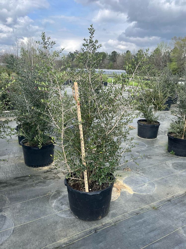 ilex-vomitoria-pride-of-houston-yaupon-holly