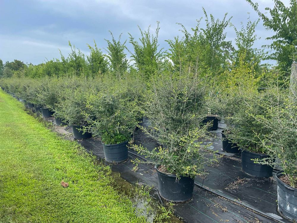 ilex-vomitoria-pride-of-houston-yaupon-holly